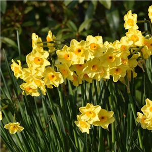 Narcissus (Daffodil) 'Martinette'